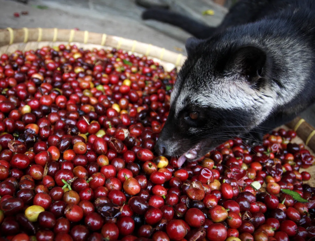 The most expensive coffees in the world!